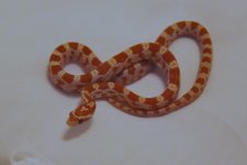 2013 reptiles for sale 084.jpg