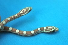 Brad Pictures reptiles 006.jpg