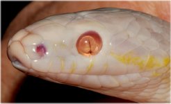blind snake.jpg