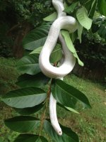 snow corn1.jpg