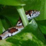 chusi closeup (Mobile).jpg