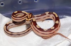 2012 Babies2.JPG