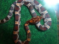 pics 08-2011 178 (Small).JPG