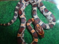 pics 08-2011 181 (Small).JPG