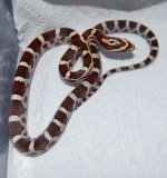 2012 Babies5.JPG
