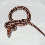 2012 Babies3.JPG