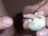 Babies pipping 001.JPG