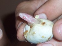 Babies pipping 002.JPG