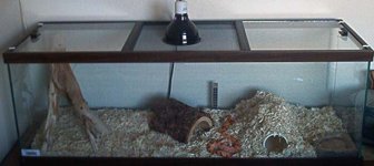 my viv.jpg