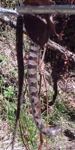 sneaky outside pics 018.jpg