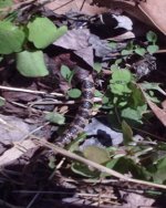 sneaky outside pics 017.jpg