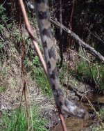 sneaky outside pics 020.jpg