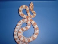 butterfemale02.jpg