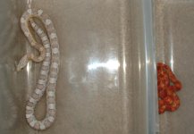 compared to rio 04-07-04.jpg