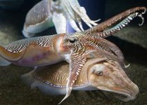 800px-Georgia_Aquarium_-_Cuttlefish_Jan_2006.jpg
