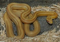 DSC_0003.jpg