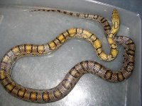 40220golden_corn_1-med.jpg