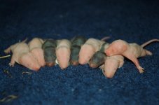 pinkies.JPG