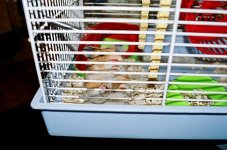 Hammy.JPG