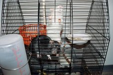 rats.JPG