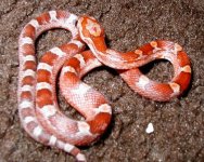kinkybloodred1.jpg