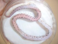 issy\'s baby 6 belly .jpg