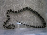 Picture 332 (Small).jpg