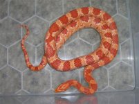 Picture 334 (Small).jpg