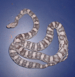 silver1.gif