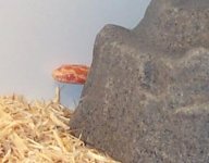 rock.jpg