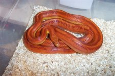 hypomotleystripemale.jpg
