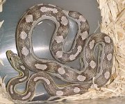 pastel motley 7 10 03.jpg