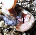 hatchling1.jpg