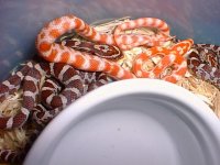 aamel1.jpg