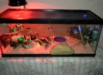 Updated Viv 010.JPG