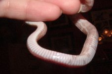 hypomalebelly.jpg