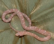 hypomale3.jpg