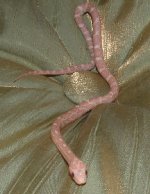 hypomale1.jpg