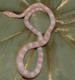 cosmopink1.jpg