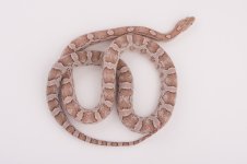 10 Hypo Strawberry ghost Female.jpg