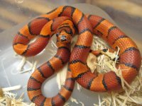 male cornduran 998.jpg