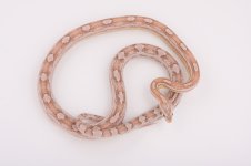 10 hypo-strawberry motley male.jpg