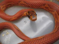 female zigzag cornduran 1413.jpg