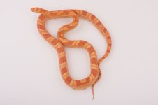 10 Amel Sunkissed female 8-11.jpg