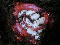 shena eggs 2.jpg