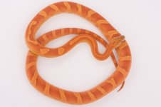 10 hypo strawberry amel female (2).jpg