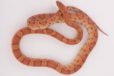 10 Het Sunkissed Pewter male (1).jpg