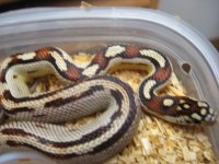 motley jungle brook korn female 1671.jpg