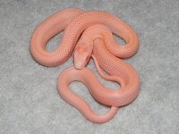 opal_stripe_corn_snake_baby_l.jpg
