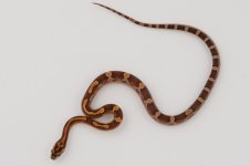 11-2-6 0-1 Motley.jpg